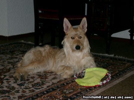 Berger Picard Hunde Foto 20921 in höherer Auflösung ansehen Berger Picard Siri, 16 Monate alt, und immer noch so verspielt.