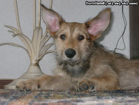Berger Picard Hunde Foto 20920 in höherer Auflösung ansehen Berger Picard Sara, 13 Wochen alt