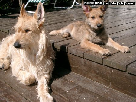 Berger Picard Hunde Foto 20904 in höherer Auflösung ansehen Berger Picard meine beiden Picardhündinnen