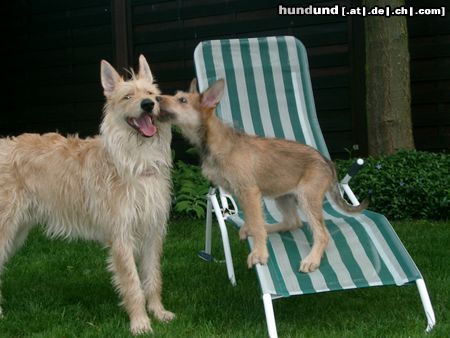 Berger Picard Hunde Foto 21071 in höherer Auflösung ansehen Berger Picard Schmusen, in gleicher Höhe.