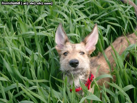 Berger Picard Hunde Foto 21430 in höherer Auflösung ansehen Berger Picard ...hu, hu, Hier bin ich!