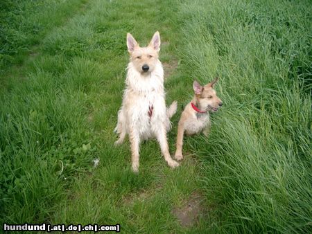 Berger Picard Hunde Foto 21429 in höherer Auflösung ansehen Berger Picard Siri und Sara / de la Vallée du Mouton