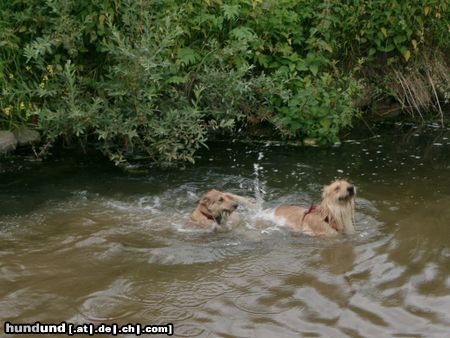 Berger Picard Hunde Foto 22491 in höherer Auflösung ansehen Berger Picard Siri und Sara bei ihrem schönsten Vergnügen.