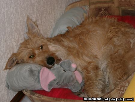 Berger Picard Hunde Foto 24902 in höherer Auflösung ansehen Berger Picard Siri schläft gerne auf ihrem