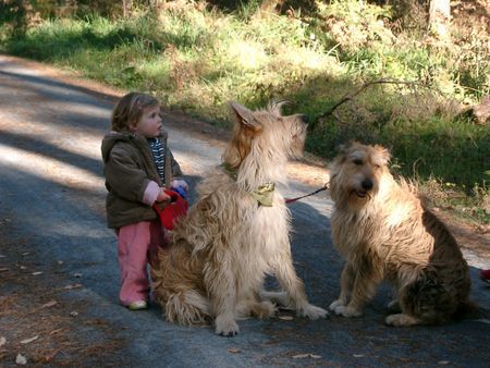 Berger Picard Hunde Foto 40051 in höherer Auflösung ansehen Berger Picard \