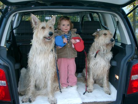 Berger Picard Hunde Foto 40050 in höherer Auflösung ansehen Berger Picard