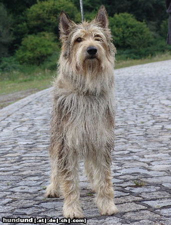Berger Picard Hunde Foto 24425 Berger Picard