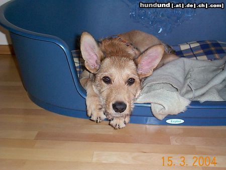Berger Picard Hunde Foto 10401 Berger Picard Uno Felix de Bene Gesserit genannt Felix 15 Wochen alt
