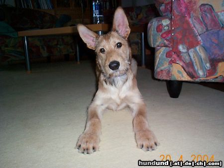 Berger Picard Hunde Foto 10909 Berger Picard Felix mit 4 Monaten