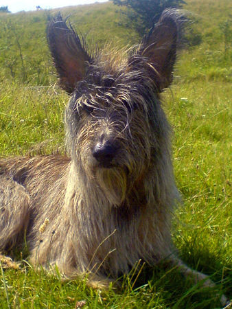 Berger Picard Hunde Foto 39304 in höherer Auflösung ansehen Berger Picard