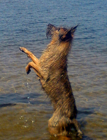 Berger Picard Hunde Foto 39895 in höherer Auflösung ansehen Berger Picard nicht gleich abheben.....