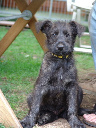 Berger Picard Hunde Foto 32762 in höherer Auflösung ansehen Berger Picard Barolo von der Peuntwiese
