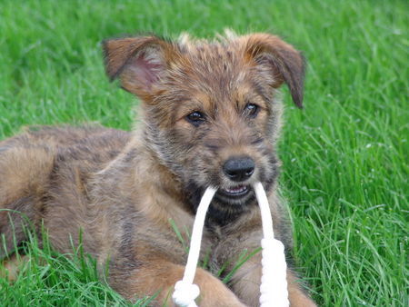 Berger Picard Hunde Foto 38727 in höherer Auflösung ansehen Berger Picard Cheyenne de l` Avocat de la Tour