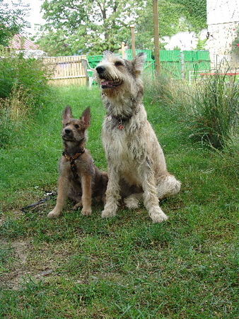 Berger Picard Hunde Foto 38921 in höherer Auflösung ansehen Berger Picard ferdinand und cheyenne