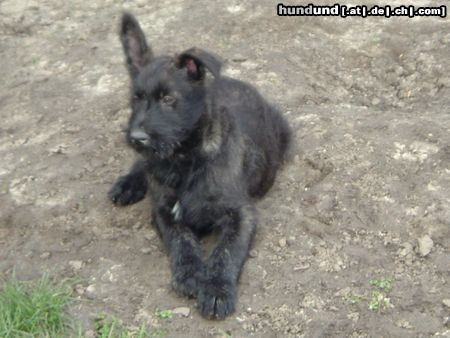 Berger Picard Hunde Foto 11239 Berger Picard Merlin mit 9 Wochen