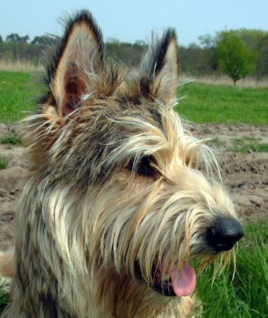 Berger Picard Hunde Foto 1198 Berger Picard Shello des mandarines Bleues