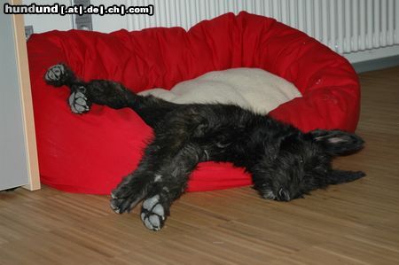 Berger Picard Hunde Foto 12556 Berger Picard Morty testet ihr neues Bettchen