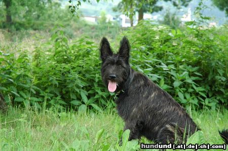 Berger Picard Hunde Foto 12553 Berger Picard Morty (6 Monate)