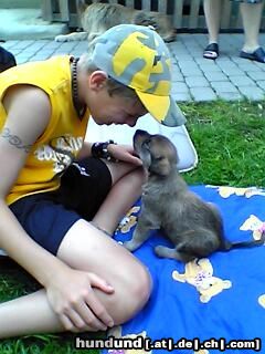 Berger Picard Hunde Foto 19998 Berger Picard Danick mit Kimba