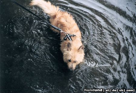 Berger Picard Hunde Foto 12812 Berger Picard Wasser ist für mich einfach toll, da möchte ich am liebsten nicht mehr rauskommen.
