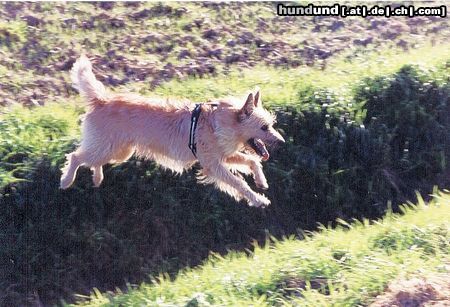 Berger Picard Hunde Foto 12591 Berger Picard Dicki fühlt sich wohl