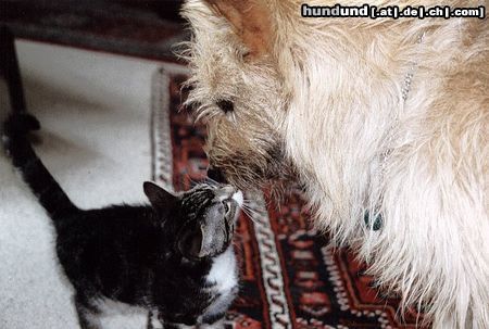 Berger Picard Hunde Foto 12697 Berger Picard Mit Fridolin macht das spielen Spass