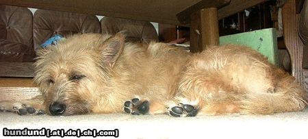 Berger Picard Hunde Foto 13186 Berger Picard Herrchen hat mich gefunden