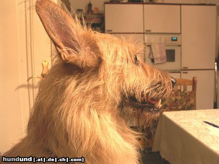Berger Picard Hunde Foto 12557 Berger Picard Dies ist unser lieber Freund