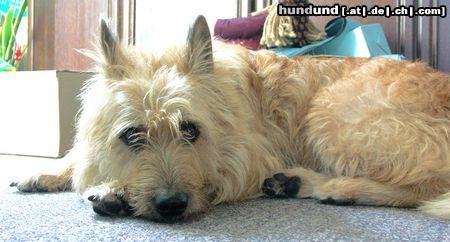 Berger Picard Hunde Foto 12596 Berger Picard Jetzt bin ich müde !