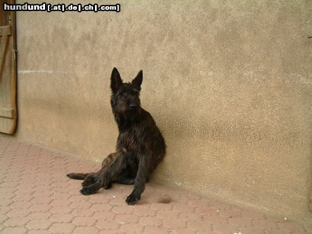 Berger Picard Hunde Foto 4032 Berger Picard Picardhündin 1Jahr bei Mdm.Pautot,nähe Niort