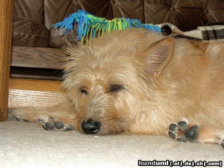 Berger Picard Hunde Foto 13187 Berger Picard Einfach nur ich !