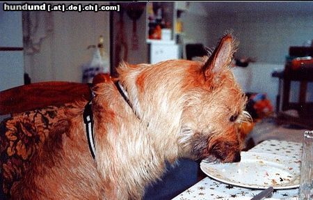 Berger Picard Hunde Foto 12593 Berger Picard Das ist lecker !!
