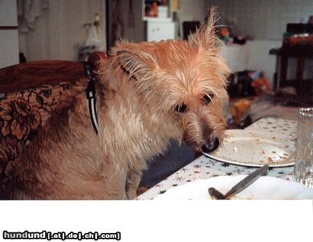 Berger Picard Hunde Foto 12592 Berger Picard Hier nasche ich gerade