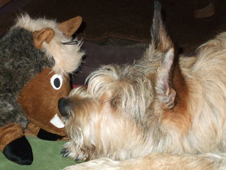 Berger Picard Hunde Foto 42874 Berger Picard Erfolgreiche (Plüsch-)Wildschweinjagd