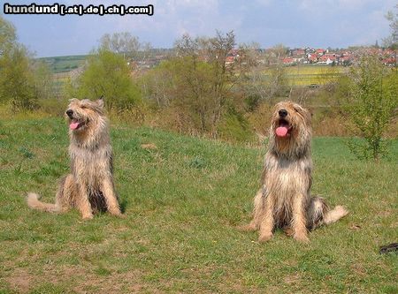Berger Picard Hunde Foto 3332 Berger Picard Fleur zu Besuch bei Shello