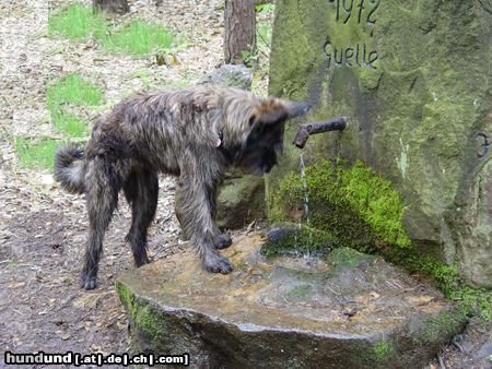 Berger Picard Hunde Foto 21335 in höherer Auflösung ansehen Berger Picard Frodo ist durstig nach dem Fototermin! (Vidoc du Clos de la lune Rousse) 8 Monate