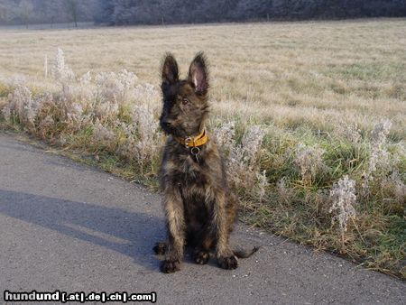 Berger Picard Hunde Foto 17677 in höherer Auflösung ansehen Berger Picard Frodo (Vidoc du Clos de la lune Rousse) 14 Wochen