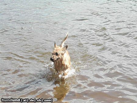 Berger Picard Hunde Foto 12559 Berger Picard Dicki liebt das Wasser