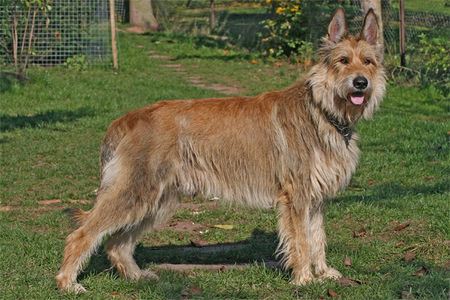 Berger Picard Hunde Foto 40843 in höherer Auflösung ansehen Berger Picard Ursaf de Lann Guic - Deckrüde