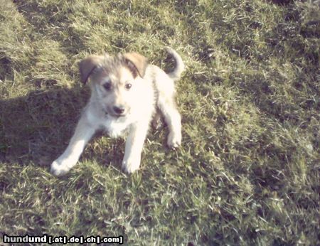 Berger Picard Hunde Foto 12819 Berger Picard Anou mit 9 Wochen