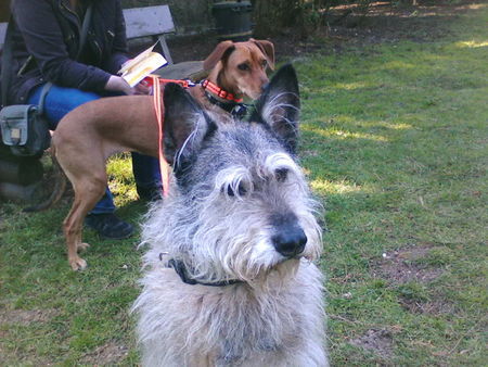 Berger Picard Hunde Foto 37520 in höherer Auflösung ansehen Berger Picard das is unser lando ein 8 jähriger picard