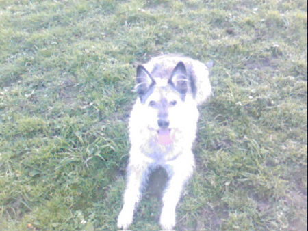 Berger Picard Hunde Foto 37519 in höherer Auflösung ansehen Berger Picard das is unser lando ein 8 jähriger picard
