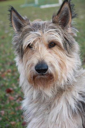 Berger Picard Hunde Foto 43703 in höherer Auflösung ansehen Berger Picard unser Shello