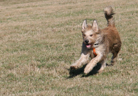 Berger Picard Hunde Foto 37200 in höherer Auflösung ansehen Berger Picard Ugini auf der Frisbee-Jagd