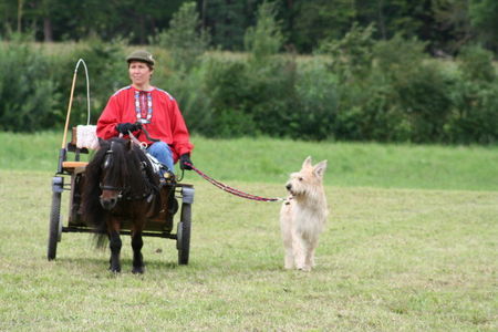 Berger Picard Hunde Foto 34081 in höherer Auflösung ansehen Berger Picard Der perfekte Pony-Begleithund!