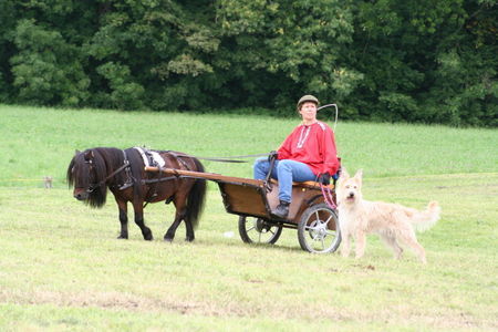 Berger Picard Hunde Foto 34082 in höherer Auflösung ansehen Berger Picard Der perfekte Pony-Begleithund! Arani de l'Orbe