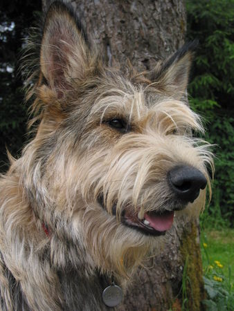 Berger Picard Hunde Foto 42053 in höherer Auflösung ansehen Berger Picard Die kalte Schnauze eines Hundes ist erfreulich warm gegen die Kaltschnäuzigkeit mancher Mitmenschen.