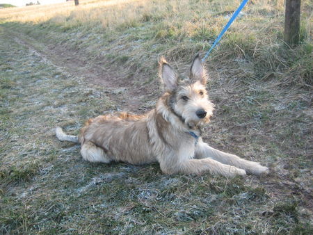 Berger Picard Hunde Foto 40834 in höherer Auflösung ansehen Berger Picard Chamudi ( 6 Mon.)