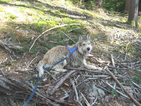 Berger Picard Hunde Foto 42889 in höherer Auflösung ansehen Berger Picard Holzhacken ist deshalb so beliebt, weil man bei dieser Tätigkeit den Erfolg sofort sieht.