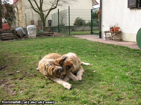Berger Picard Hunde Foto 10266 Berger Picard Ugini + Ursa beim